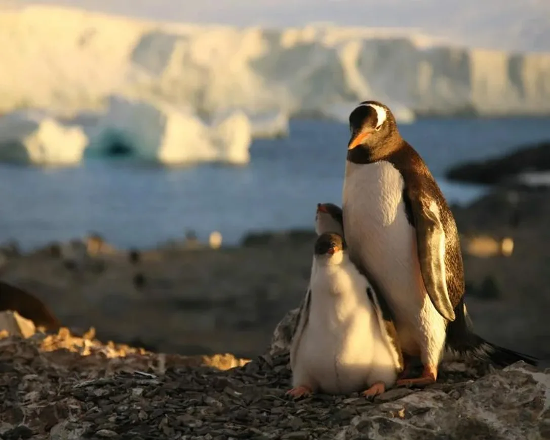 Pingüinos en una costa antártica