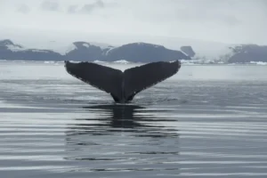 _dca3520_1x _dca3520_1x